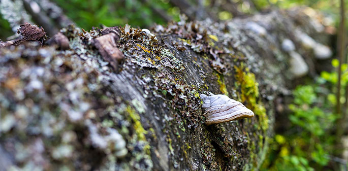 Chaga-te och dess välgörande effekt