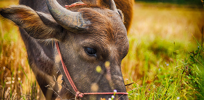 Oxens år
