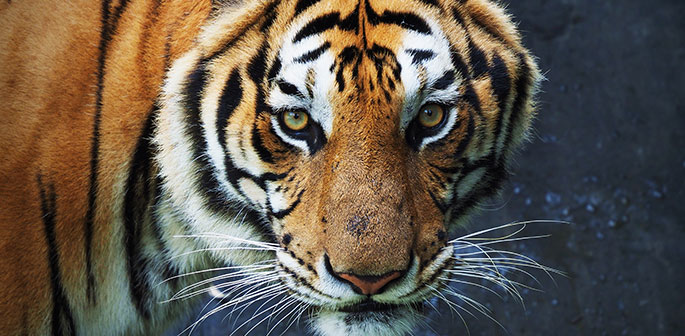 Tigerns år