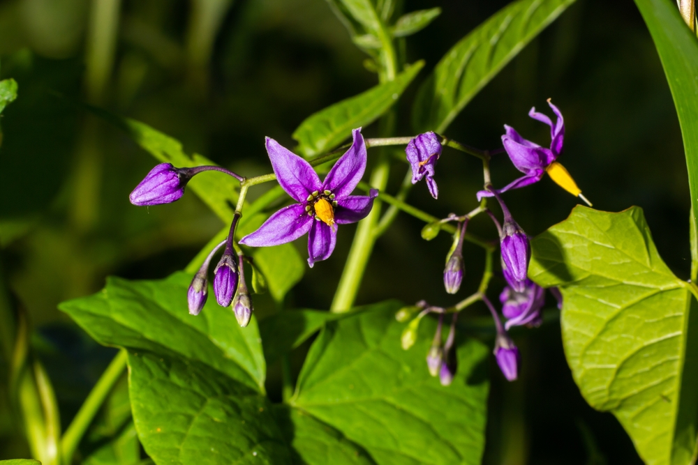 Belladonna medicinalväxt