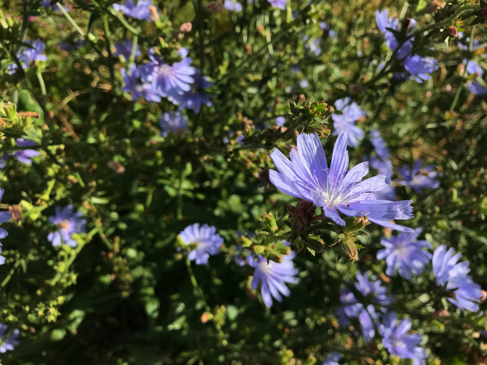 Cikoria Medicinalväxt