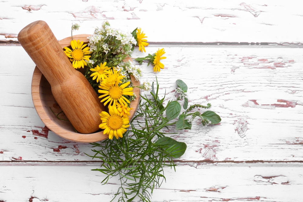 Slåttergubbe,arnica, medicinalväxt