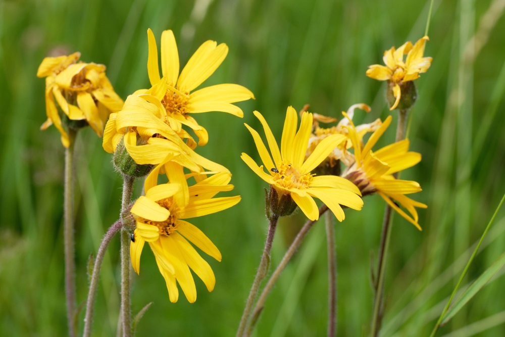 Arnica, medicinalväxt